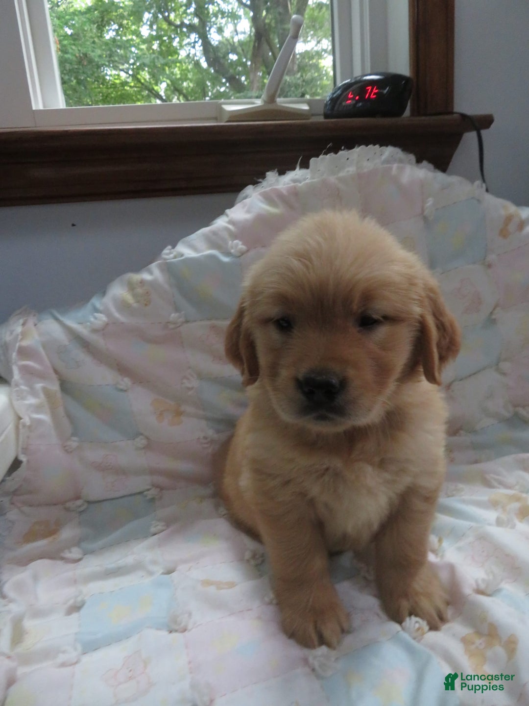 Golden Retriever dogs for sale: Twinkie - Image 18