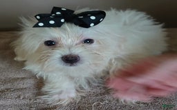 Maltipoo dogs for sale: 3 lb oslo - Image 2