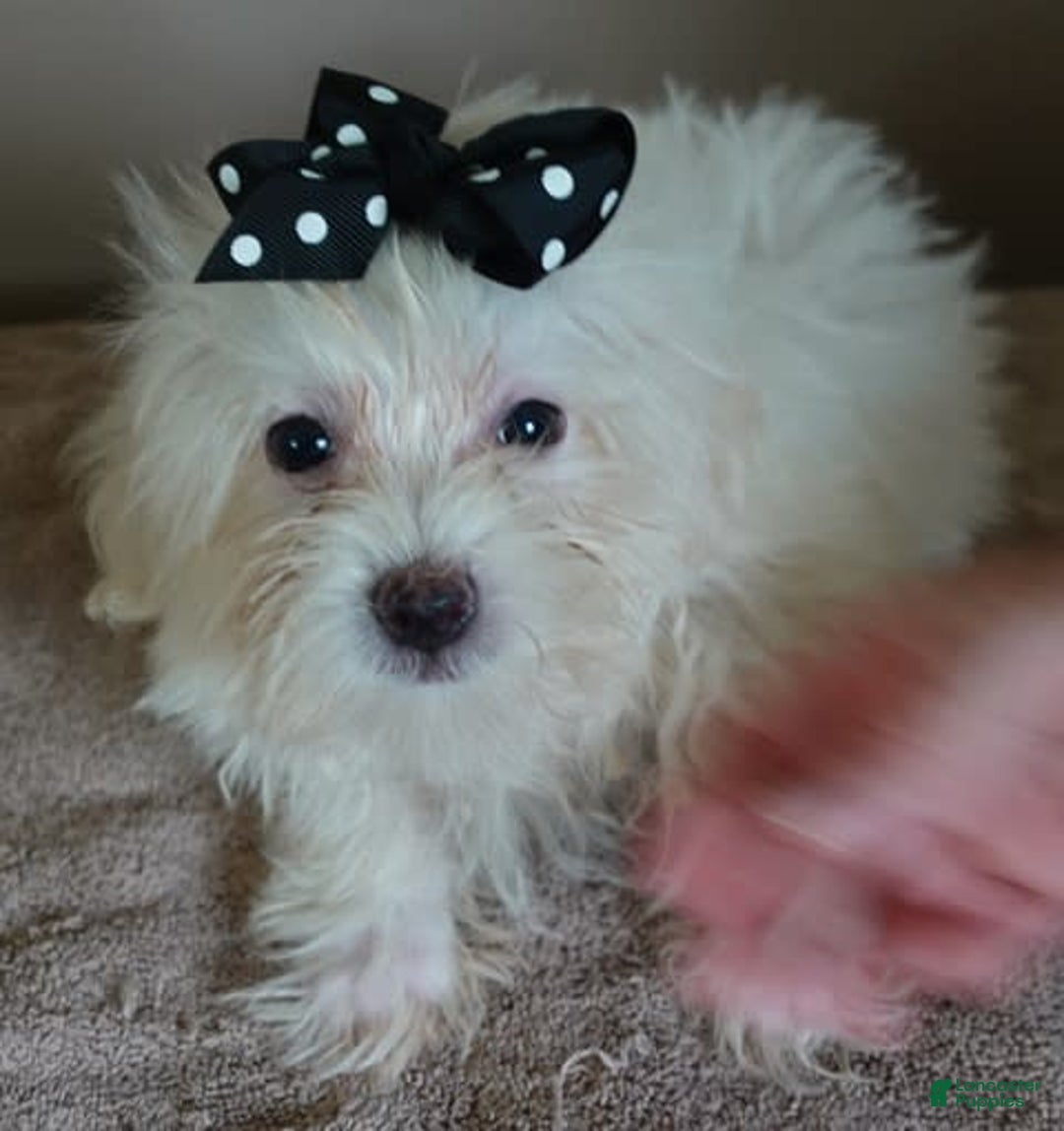 Maltipoo dogs for sale: 3 lb oslo - Image 2