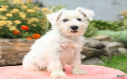 Miniature Schnauzer dogs for sale: Rivers - Image 5