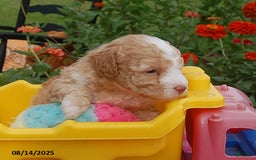 Toy Poodle dogs for sale: Toy Poodle 5 puppies - Image 5