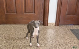 Italian Greyhound dogs for sale: Rocky - Image 9