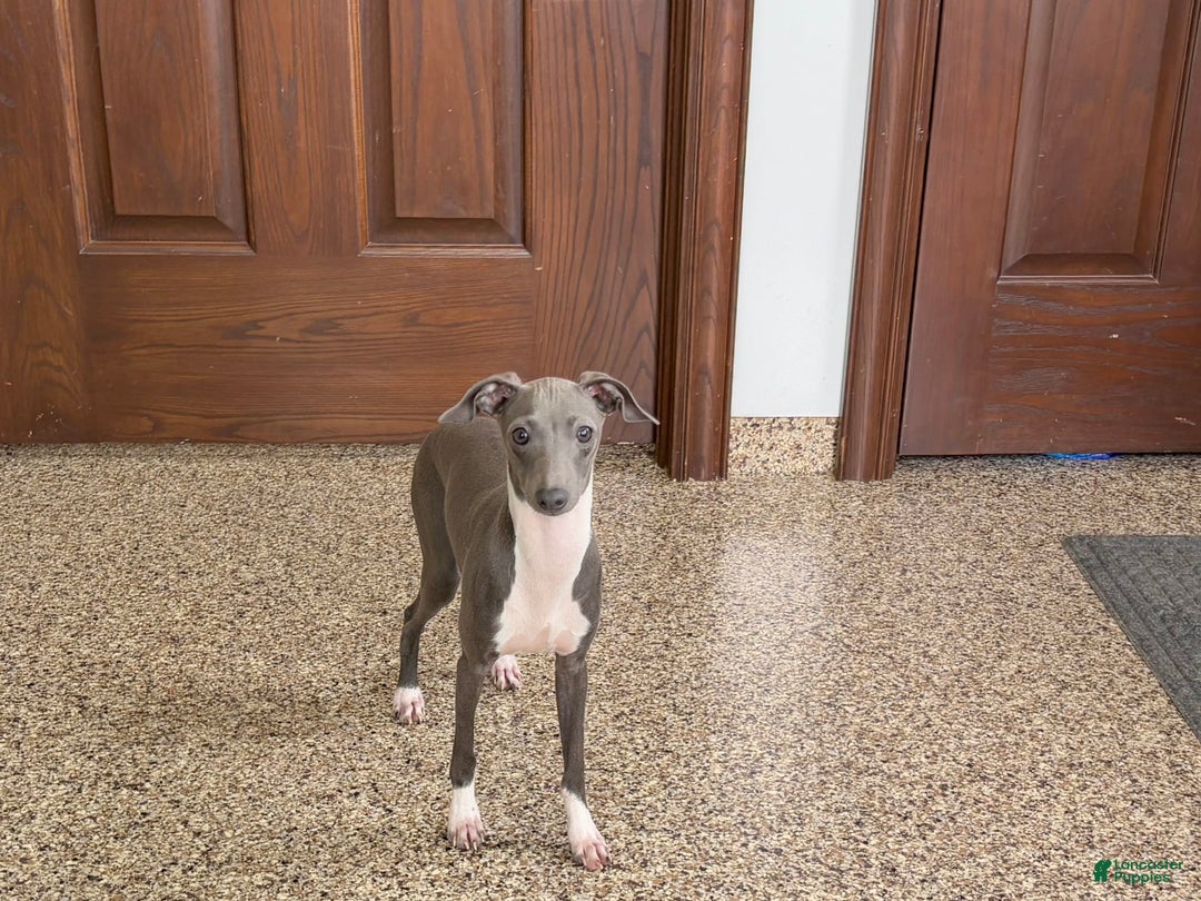 Italian Greyhound dogs for sale: Rocky - Image 9