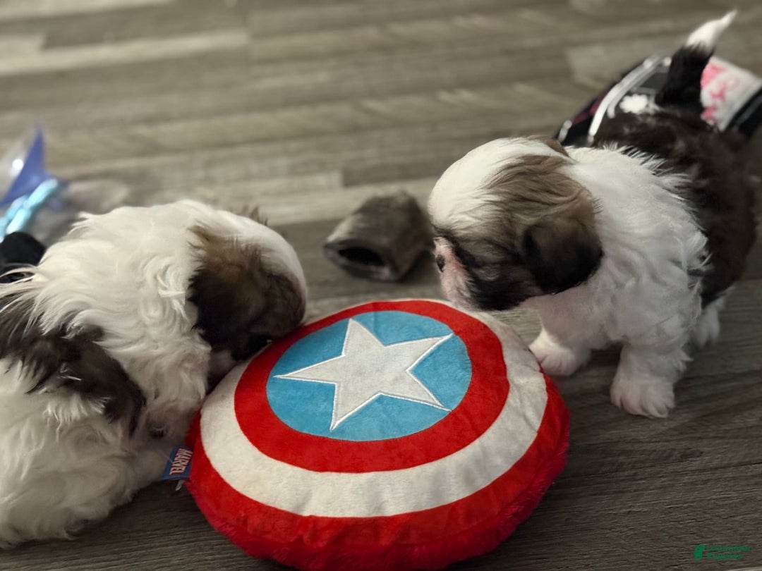 Shih Tzu dogs for sale: Prince - Image 4