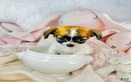 Chihuahua dogs for sale: Catie - Image 1