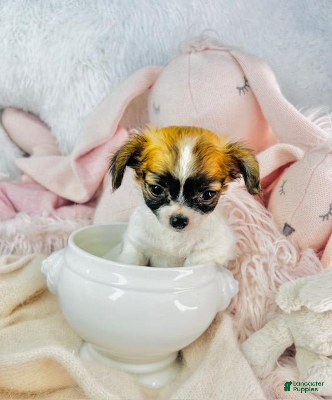 Chihuahua dogs for sale: Catie - Image 1