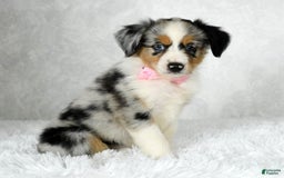 Miniature Australian Shepherd dogs for sale: Chloe - Image 2