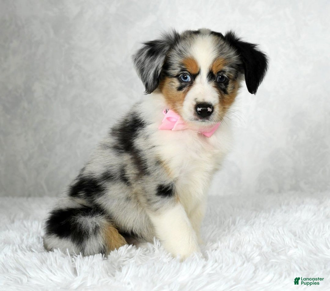 Miniature Australian Shepherd dogs for sale: Chloe - Image 2
