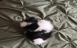 Pomeranian dogs for sale: Lexi Black - Image 2