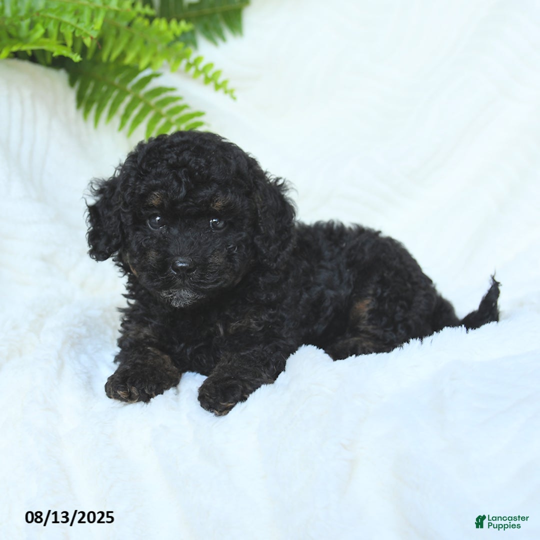 Miniature Poodle dogs for sale: Harmony - Image 3