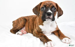 Boxer dogs for sale: Boxer 4 puppies - Image 3