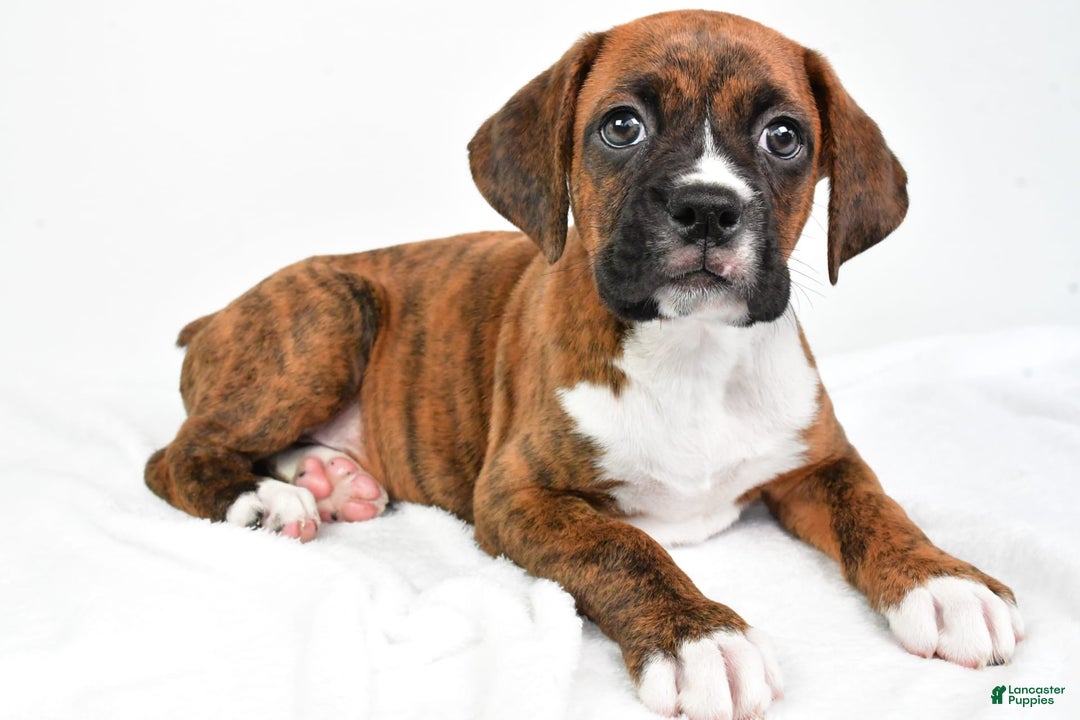 Boxer dogs for sale: Boxer 4 puppies - Image 3
