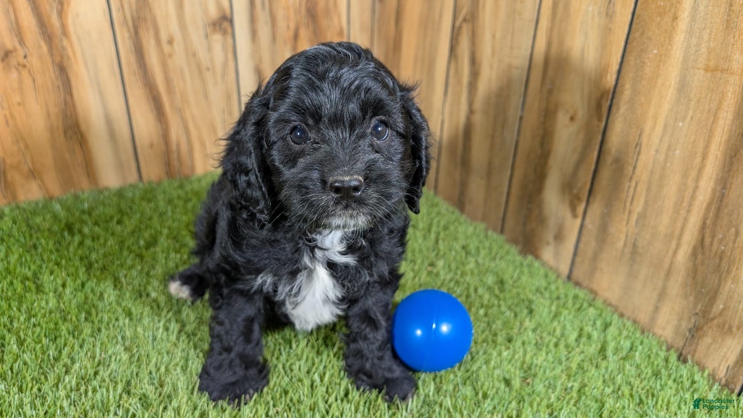 Cavapoo dogs for sale: Missy Boy 1 - Image 14