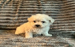 Maltipoo dogs for sale: Deisel - Image 5