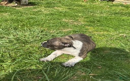 American Bully dogs for sale: Nala-brindle - Image 4