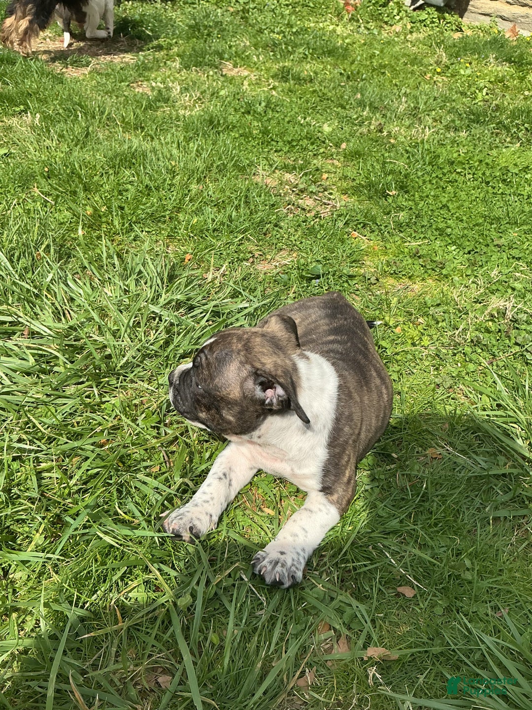 American Bully dogs for sale: Nala-brindle - Image 4