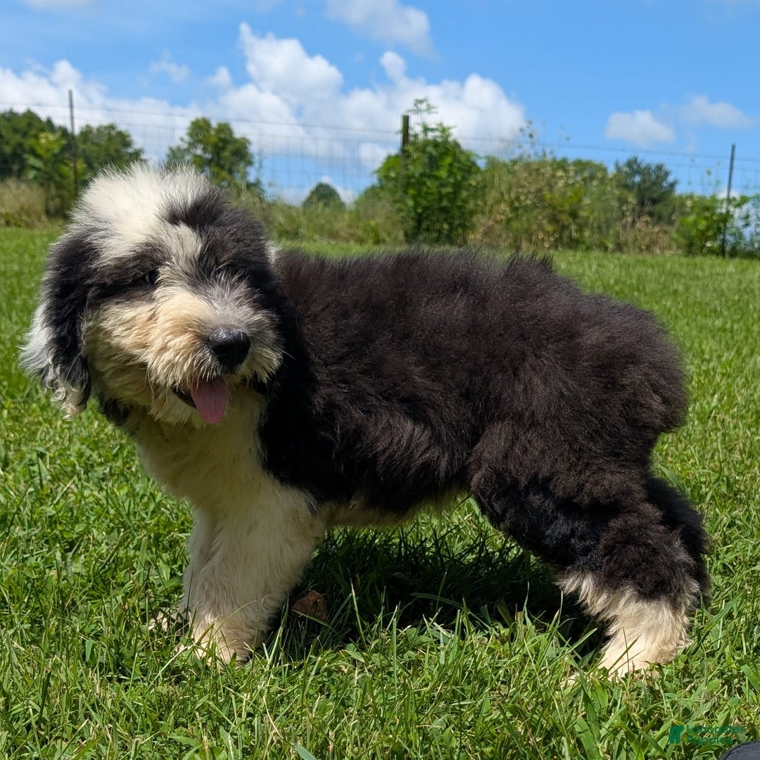 Old English Sheepdog dogs for sale: Flurry - Image 13