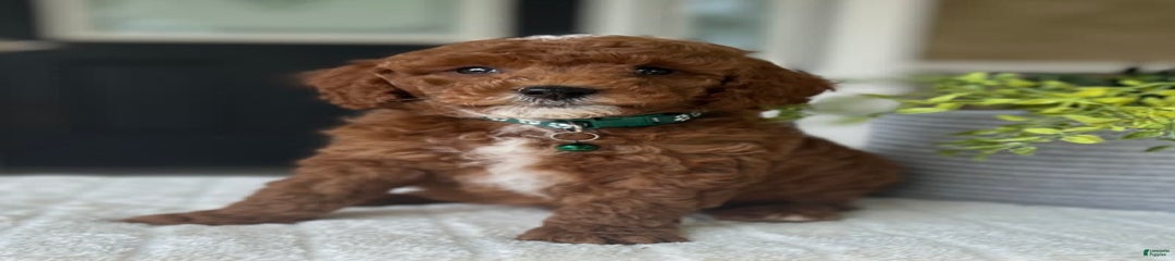 Scout
