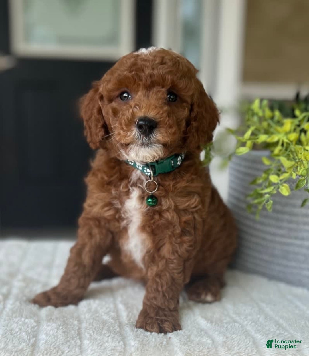 Mini Goldendoodle dogs for sale: Scout - Image 1