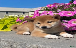 Shiba Inu dogs for sale: Indy - Image 2
