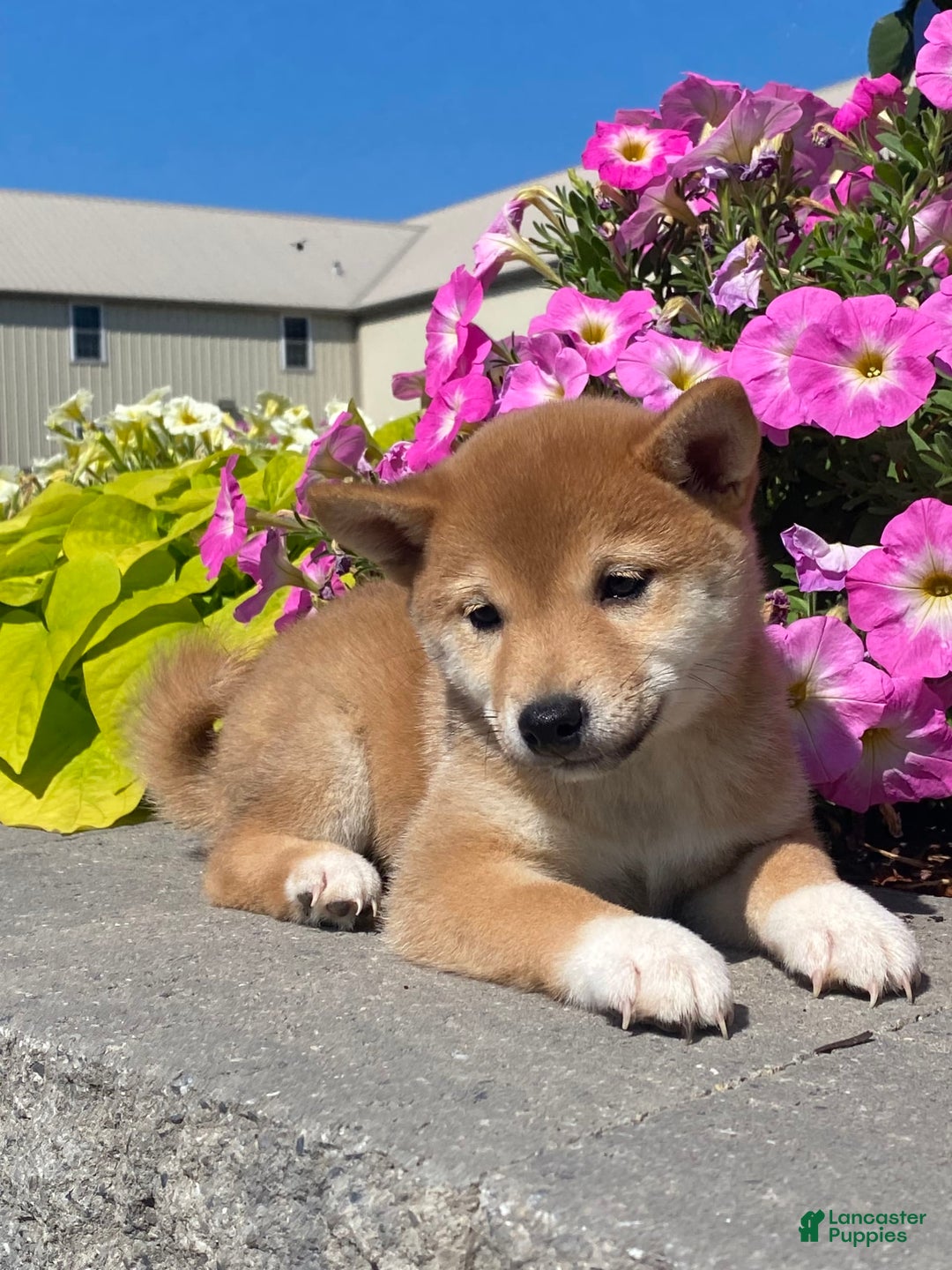 Shiba Inu dogs for sale: Indy - Image 2