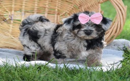 Yorkiepoo dogs for sale: Prissie - Image 2