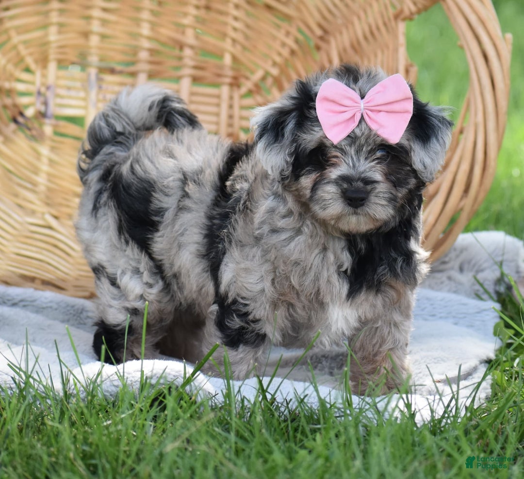 Yorkiepoo dogs for sale: Prissie - Image 2