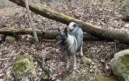 Norwegian Elkhound dogs for sale: Lucy - Image 1