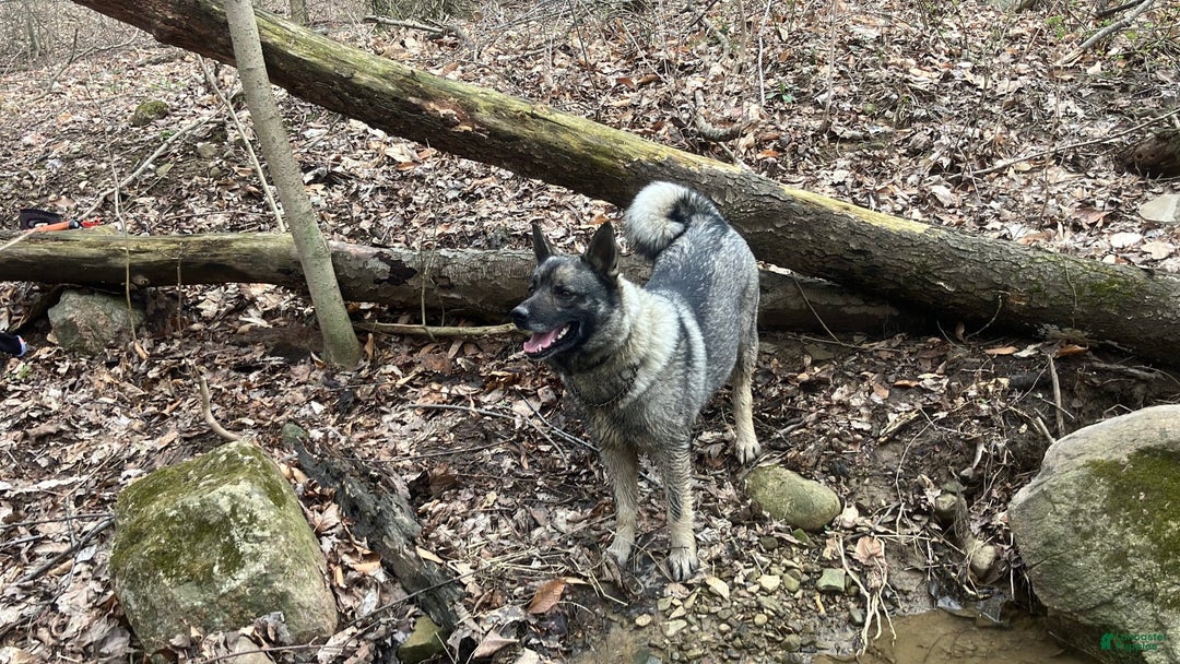 Norwegian Elkhound dogs for sale: Lucy - Image 1