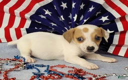 Jack Russell Terrier dogs for sale: June Broken Coat Jrt - Image 6