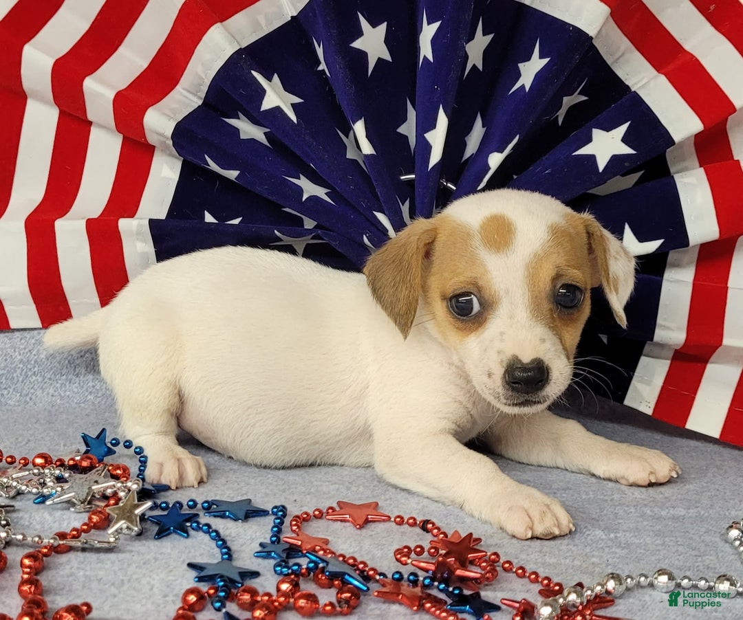 Jack Russell Terrier dogs for sale: June Broken Coat Jrt - Image 6