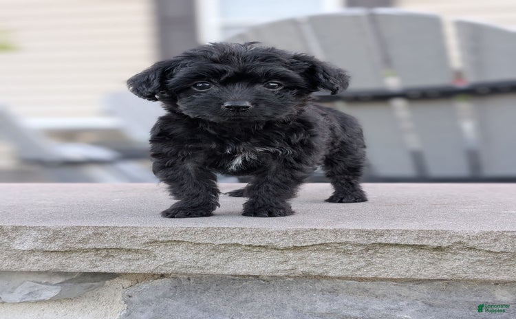 Yorkiepoo dogs - Advert 30