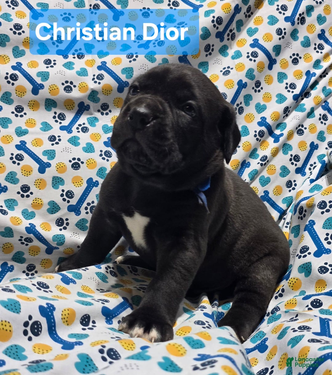 Cane Corso dogs for sale: Cartier - Image 4
