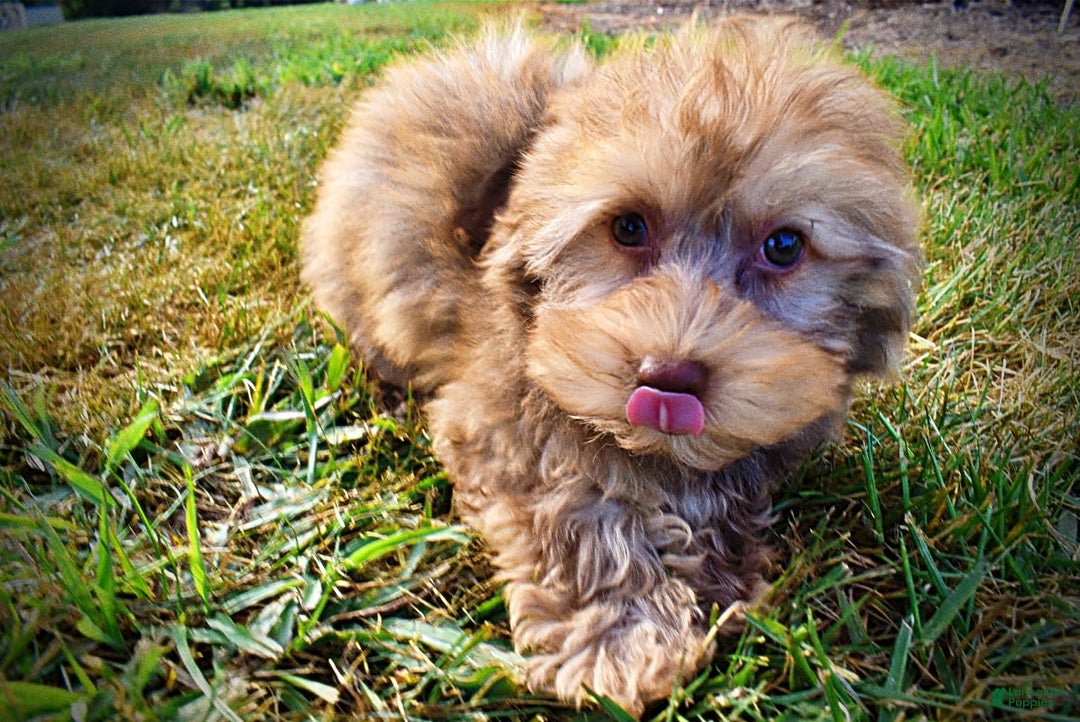 Havapoo dogs for sale: Jazzy - Image 4