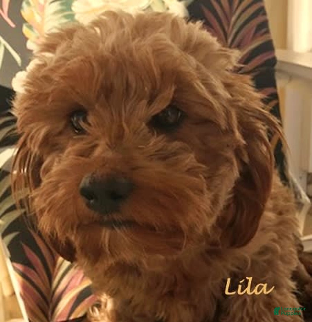 Goldendoodle dogs for sale: Lila Male 2 - Image 2