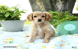 Cavapoo dogs for sale: Sidney - Image 4