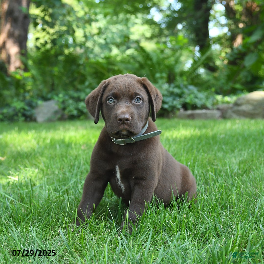 Labrador Retriever dogs for sale: Morris - Image 1