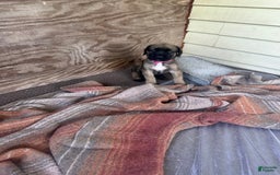 English Mastiff dogs for sale: Pinky - Image 3