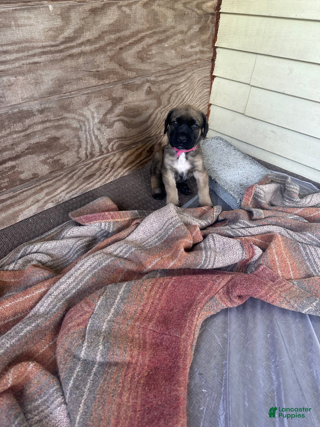 English Mastiff dogs for sale: Pinky - Image 3