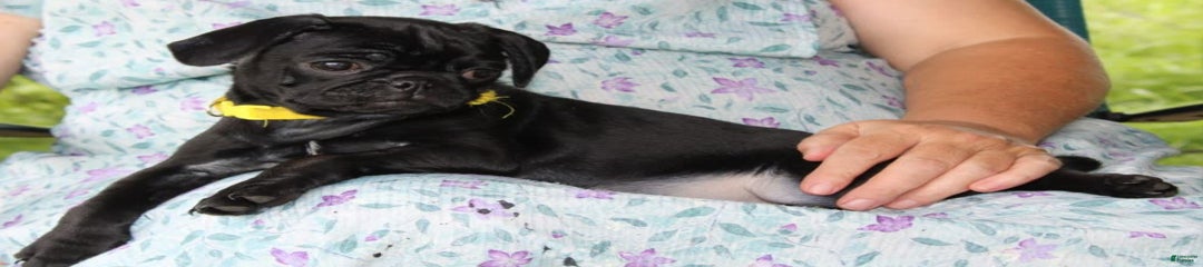 Josie