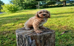 Cavapoo dogs for sale: Muffy - Image 1