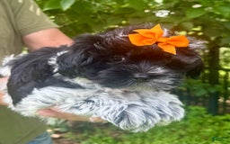 Maltipoo dogs for sale: Lucy - Image 6