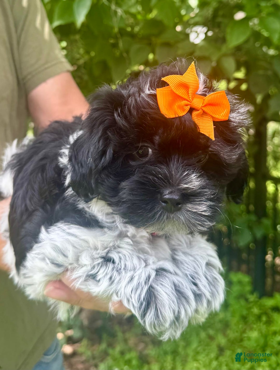 Maltipoo dogs for sale: Lucy - Image 6
