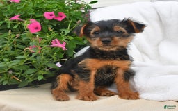 Yorkshire Terrier dogs for sale: Delilah - Image 3
