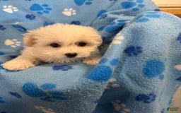 Maltipoo dogs for sale: Nemo - Image 1