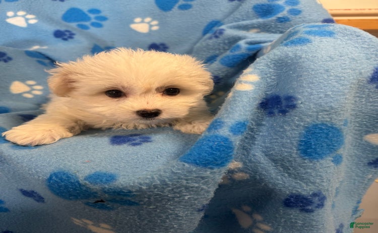 Maltipoo dogs for sale - Ad 4