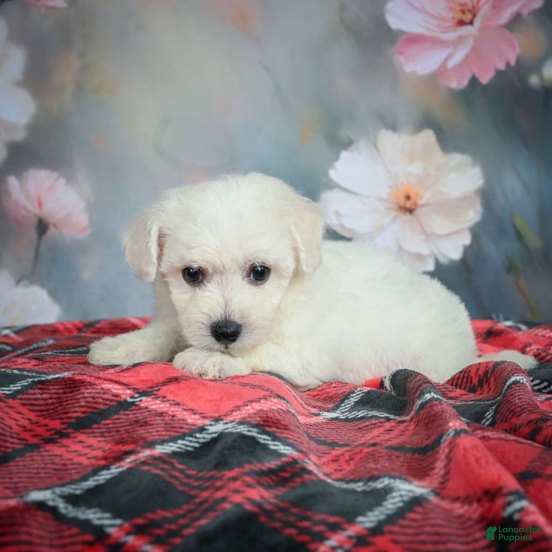 Bichon Frise dogs for sale: Josie - Image 2