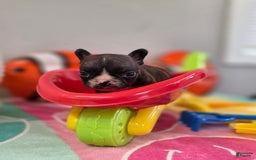 French Bulldog dogs for sale: Brinklee tiny Brindle - Image 8