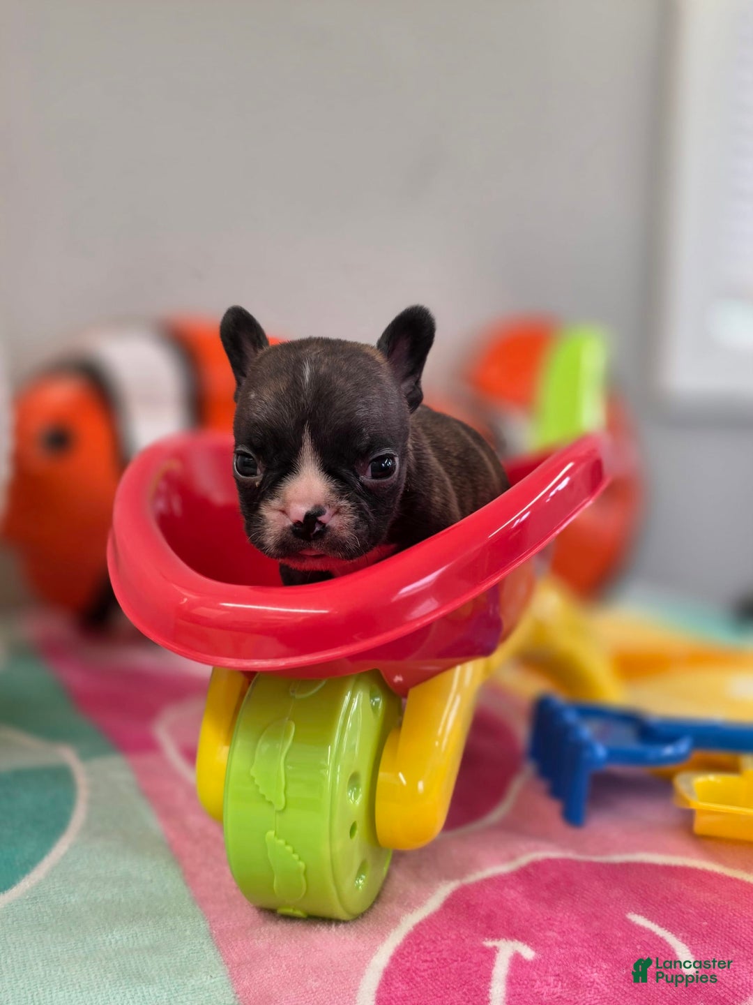 French Bulldog dogs for sale: Brinklee tiny Brindle - Image 8