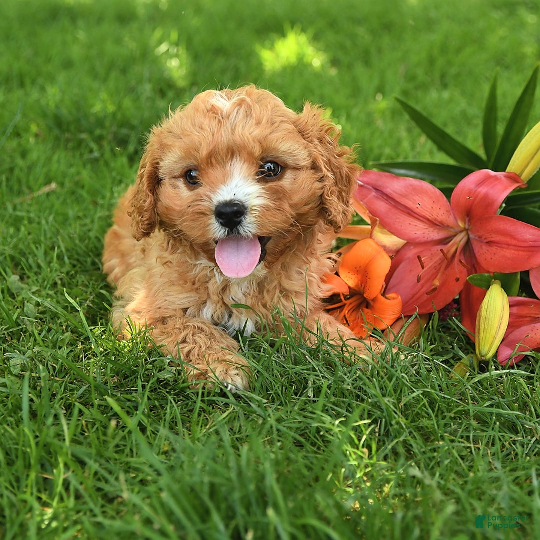 Cavapoo dogs for sale: Cuddles - Image 7